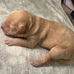 Cockapoo Puppies from Stella’s Six