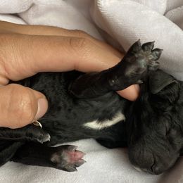 Boy 2 - Goldendoodle puppy in Beggs, Oklahoma from Meyers Doodles