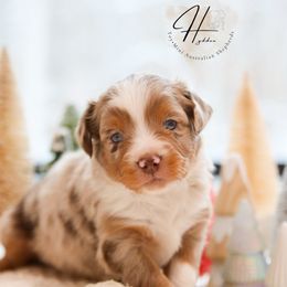 Doughnut - Red merle male Toy Australian Shepherd puppy in Charlestown, Indiana from Hydden Aussies