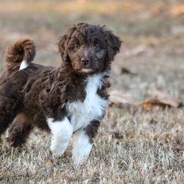 Aussiedoodle Puppies from Amos and Oak Doodles