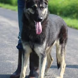 Fay - Black and tan female German Shepherd puppy in Upland, Indiana from Pinegrove German Shepherds