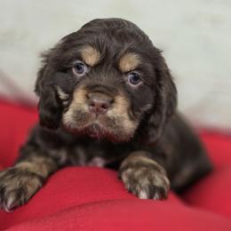 Fred Buckle - Brown white and tan Cocker Spaniel puppy in Crewe, Virginia from Suzanne's Cockers