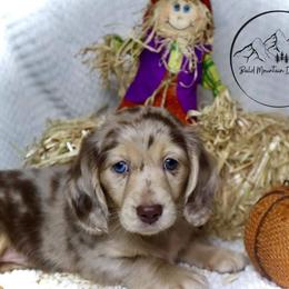 Dachshund Puppies from Bald Mountain Dachshunds