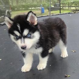 Goshka - Black and white male Siberian Husky puppy in Lakeland, Florida from Husky Breeder of Central Florida