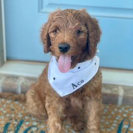 Goldendoodle Puppies from Lovable Goldendoodles