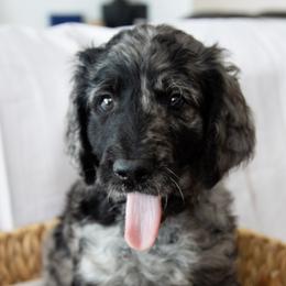 Mr Fawn - male Goldendoodle puppy in Gotha, Florida from Perlune Farms