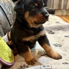 Blue Collar - A Litter - Black and tan male Beauceron puppy in Sterling, Illinois from Beaucerons of Tempete De Hope