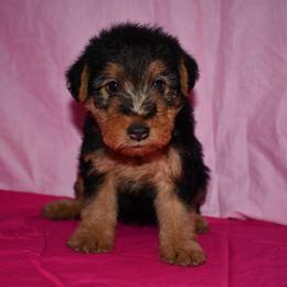 Belle - Black and tan female Welsh Terrier puppy in Draper, Virginia from Shady Oaks WFT