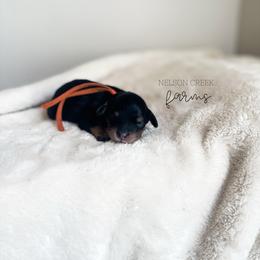 Cheddar - Black & tan tri-color female Maltipoo puppy in Huntsville, Texas from Nelson Creek Farms