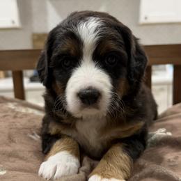 Girl 3 - female Bernedoodle puppy in Herriman, Utah from Rose canyon doodles