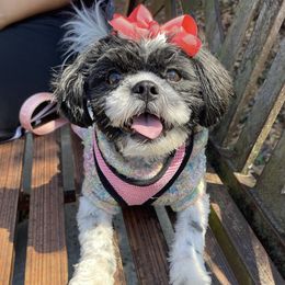 Skylar - Shih Tzu