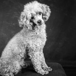Ruby - Poodle