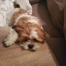 Shih Tzu Puppies from Jocelyn Burkey's Shih Tzus