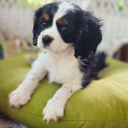Abilene - Tri-color female Cavalier King Charles Spaniel puppy in Watsontown, Pennsylvania from Huntsman Cavaliers