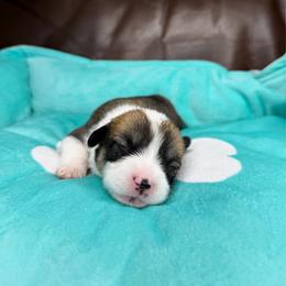 CRYSTAL - Sable female Pembroke Welsh Corgi puppy in Ritzville, Washington from Sapphire Iris Corgis
