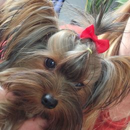 Mini - Yorkshire Terrier