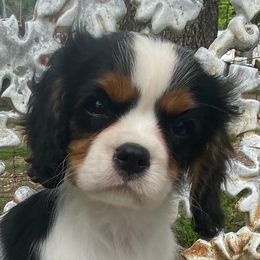 Cavalier King Charles Spaniel Puppies from Lily of the Valley Cavaliers