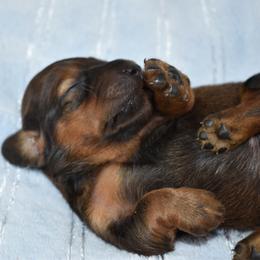 Light blue - Red male Dachshund puppy in Seminary, Mississippi from Down South Mavericks Dachshunds