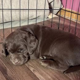 Labrador Retriever puppies from Rafter CS Labradors