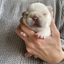 French Bulldog Puppies from Lost Coast French Bulldogs