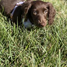 Cockapoo, Dachshund, Miniature Schnauzer, and Yorkshire Terrier Puppies from LUXEYPUPS