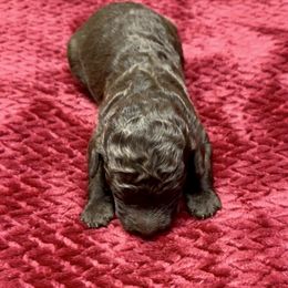 Labradoodle Puppies from Mud Puppies