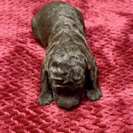 Labradoodle Puppies from Mud Puppies