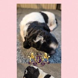 Poodle Puppies from Princetin Poodles