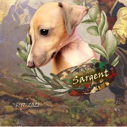 Sargent - Italian Greyhound puppy in Virginia from Selah Kennel