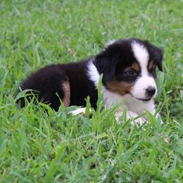 Australian Shepherds from BC Australian Shepherds