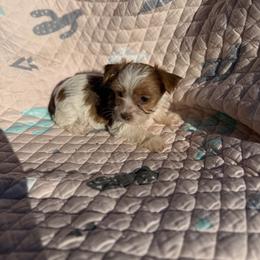 Donner - Parti male Yorkshire Terrier puppy in Elgin, Texas from For The Love of Yorkies Texas