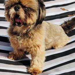 Shih Tzus from Pistol Pups LLC