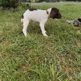 German Shorthaired Pointer Puppies from Rustic Creek Farms
