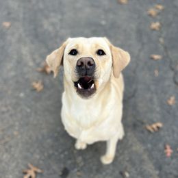 Labrador Retrievers from Old Line Labradors