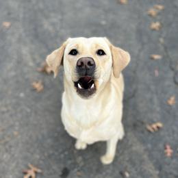 Labrador Retrievers from Old Line Labradors