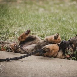 German Shepherd Puppies from Lucianhaus