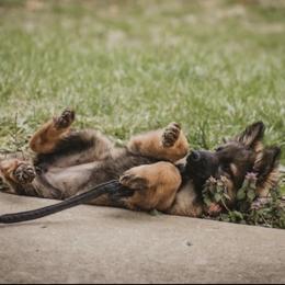 German Shepherd Puppies from Lucianhaus