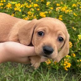 Winnie (Girl 3) - Red female Dachshund puppy in Corona, California from M & M Doxies