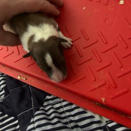 Green - White and sable male Shetland Sheepdog puppy in Fontanelle, Iowa from Jensen Farms Shelties