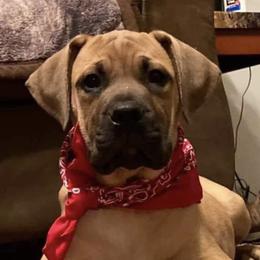 Boerboels from Dream Team Boerboel