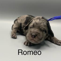 Romeo - Merle male Goldendoodle puppy in New Ringgold, Pennsylvania from Hawk Mountain Doodles
