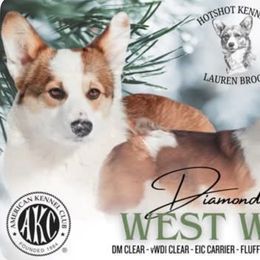 Zephyr - Pembroke Welsh Corgi