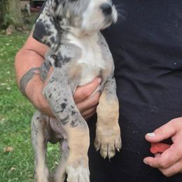 Boy 4 - Merle male Great Dane puppy in Camby, Indiana from Heather's Noble Saints