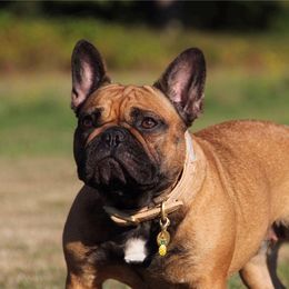 Rosa  - French Bulldog