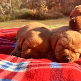 Labrador Retrievers from Ware the Labs Are