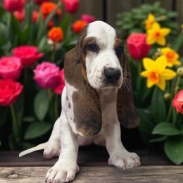 Lola - Black brown and white female Basset Hound puppy in Pilot Mtn, North Carolina from Lowdown Love Basset Hounds