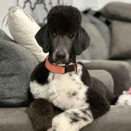 Poodles from Liberty Valley Poodles