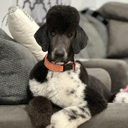 Poodles from Liberty Valley Poodles