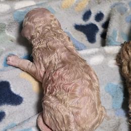Cream boy - Cream male Goldendoodle puppy in Brownsboro, Alabama from Enchanted Goldendoodles and Poodles of NE Alabama