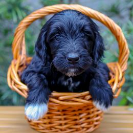 Purple collar - Black female Goldendoodle puppy in Palmetto Bay, Florida from SOMIDOODLES